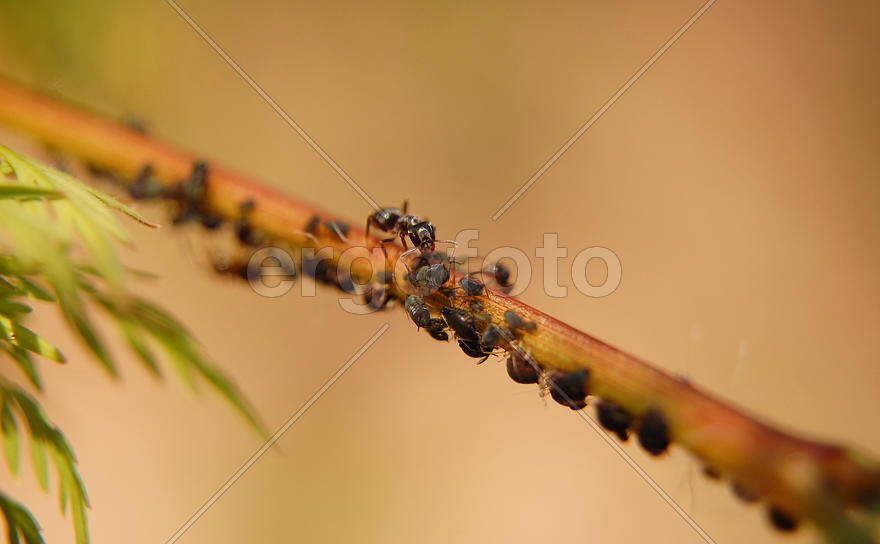 Муравей лапками держит тлю