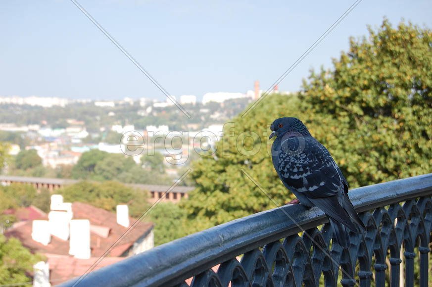Смоленск. Голубь сидит на загородке