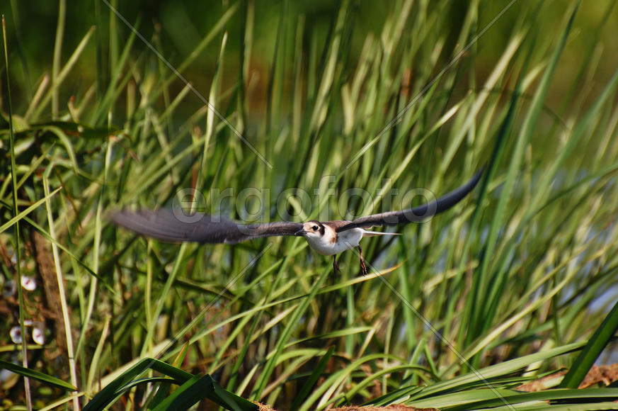 Малая чайка в полете