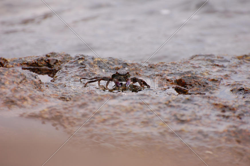 Краб на камнях