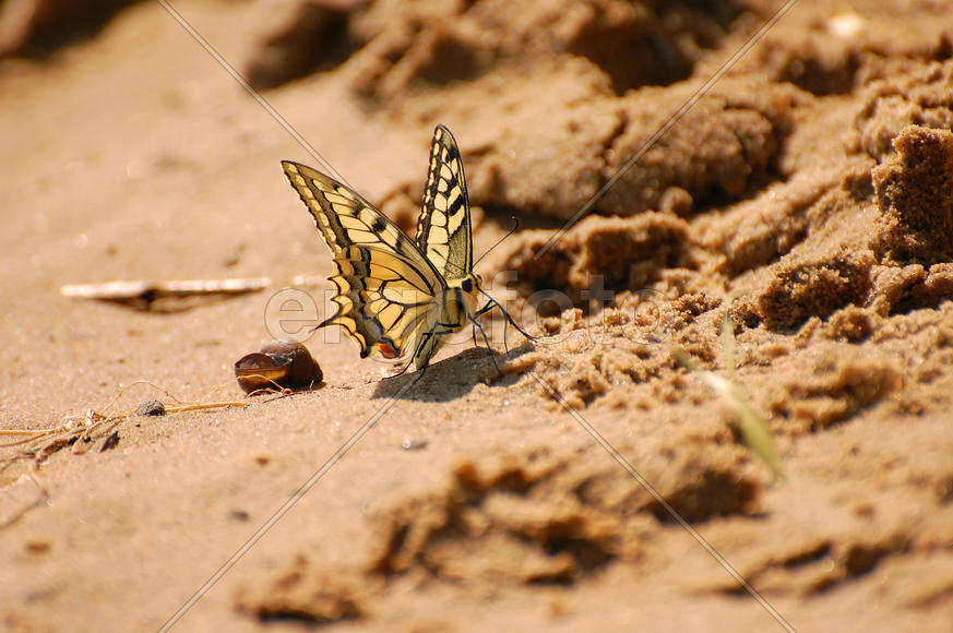 Бабочка-парусник сидит на песке
