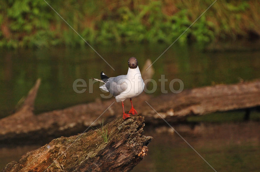 Озёрная чайка сидит на затопленном дереве