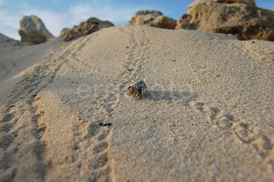Рак-отшельник на перепутье