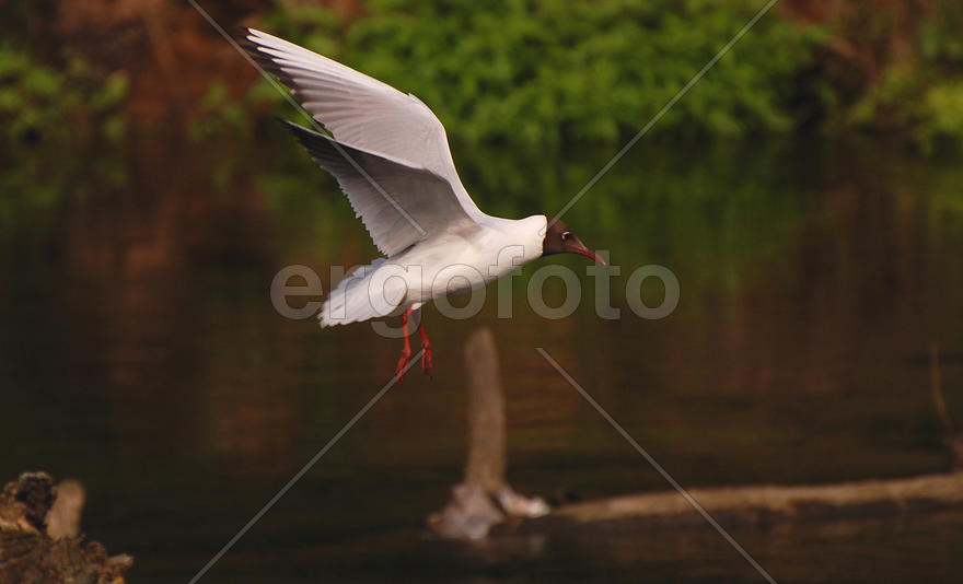 Чайка летит над водой