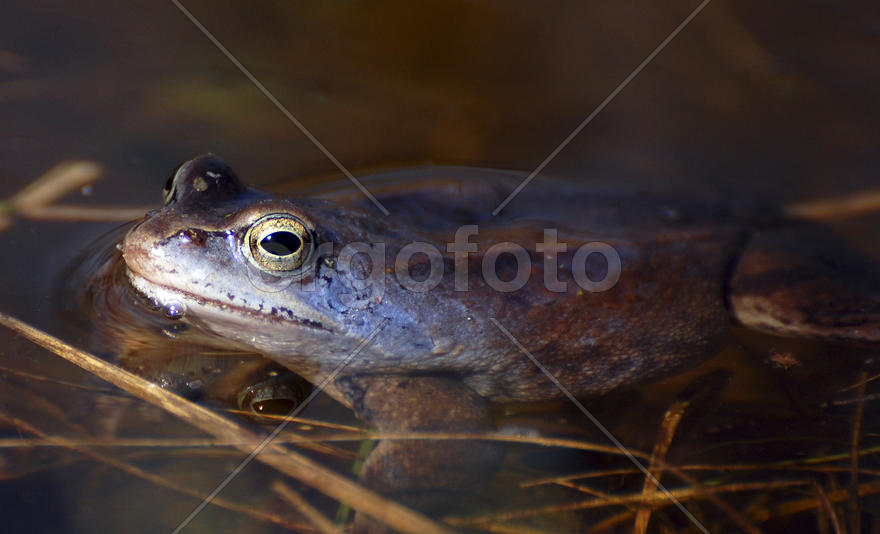 Голубая лягушка