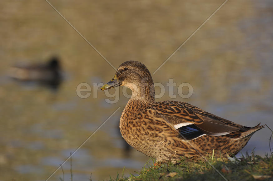 Утки на Борисовских прудах. Москва