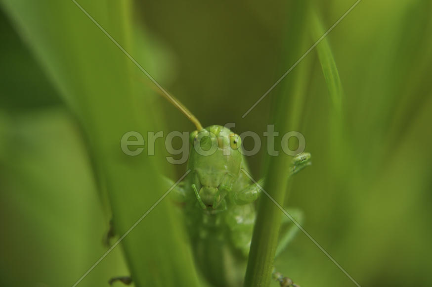 Зеленый кузнечик крупным планом в траве