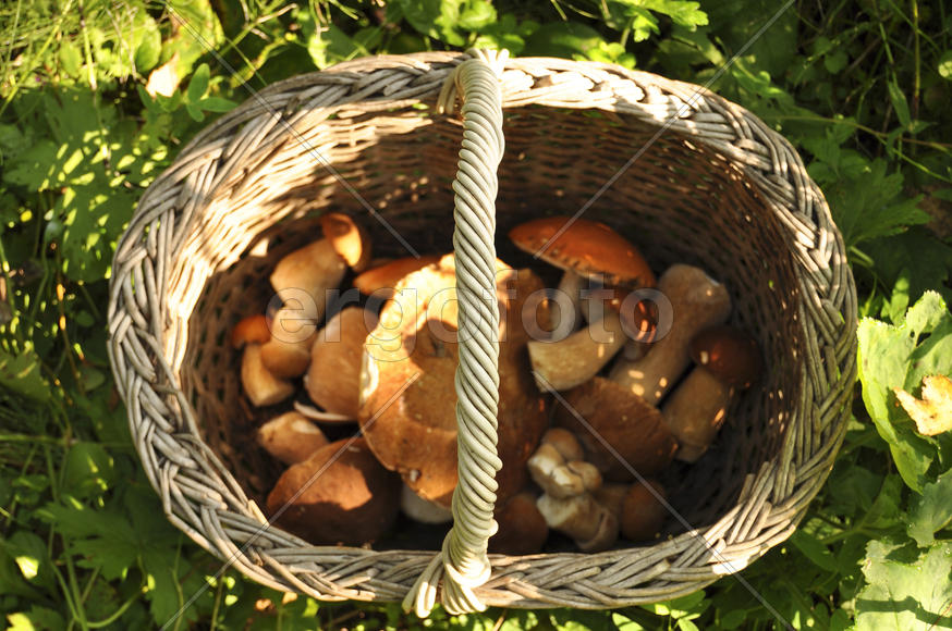 Корзина с грибами