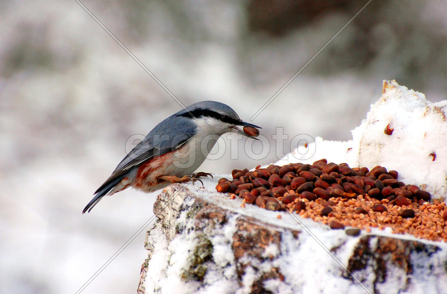 Поползень сидит на пеньке и держит в клюве орех