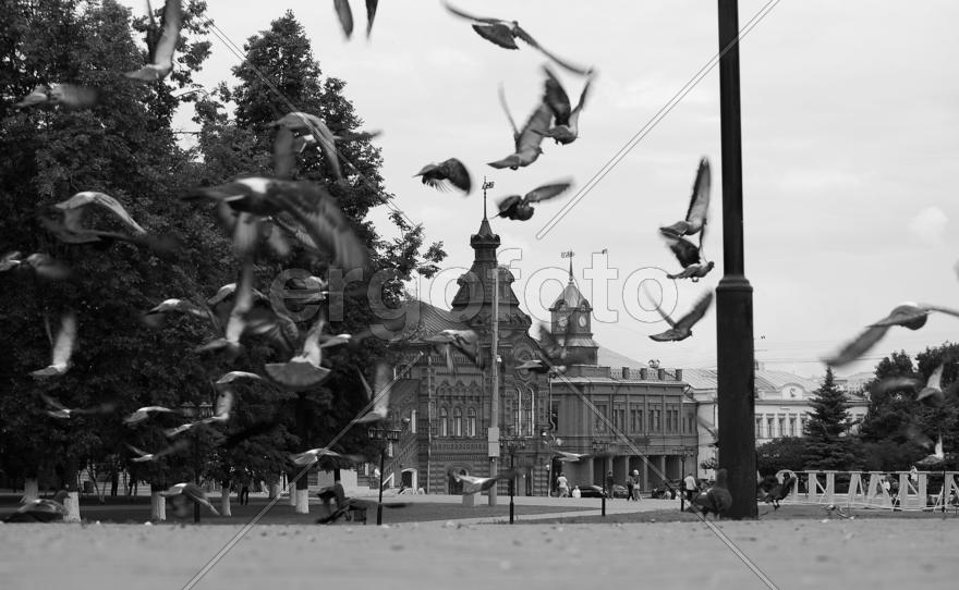 Владимир. Город Владимир, летящие голуби