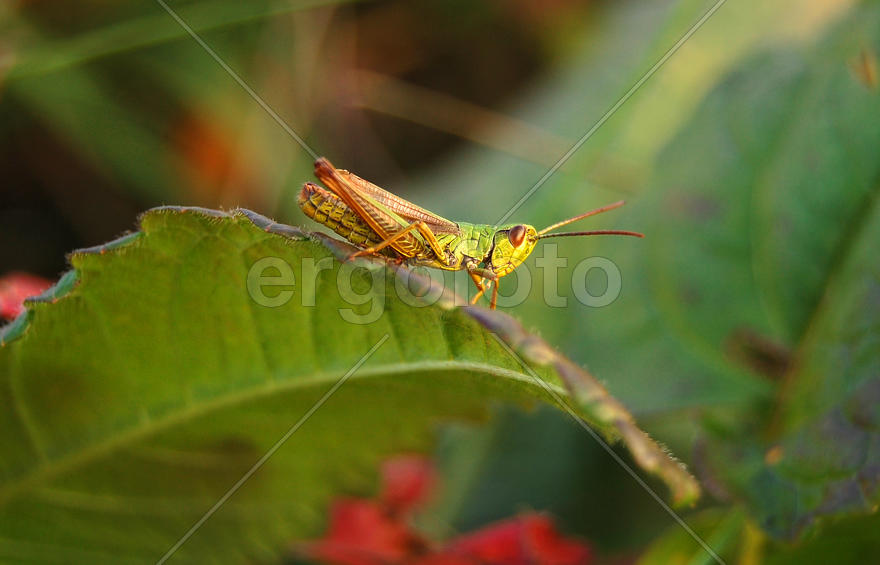 В траве сидел кузнечик. Макрофотография кузнечика в траве
