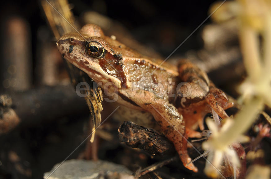 Портрет лягушки