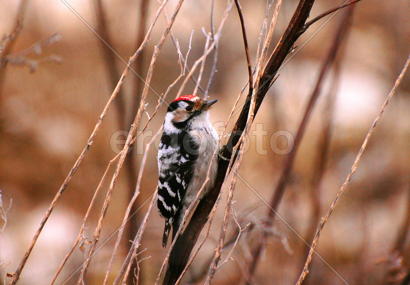 Малый пестрый дятел сидит на ветке