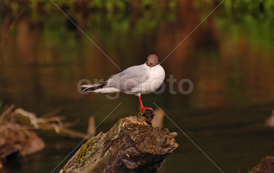 Озерная чайка