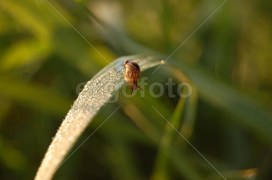 Улитка на склоне