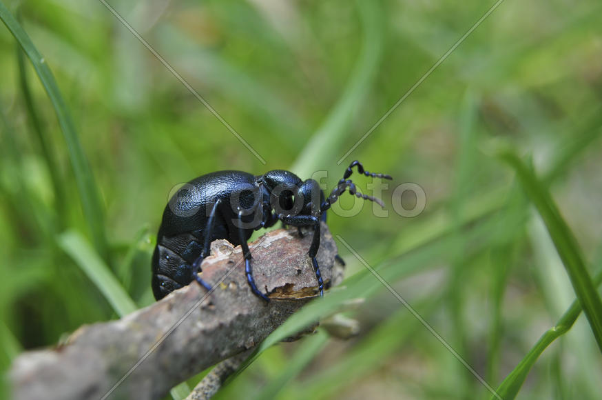 Жук майка из семейства нарывников сидит на ветке