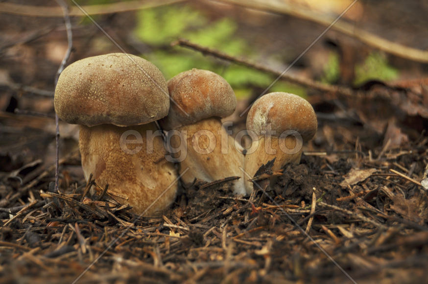 Три маленьких белых гриба рядом