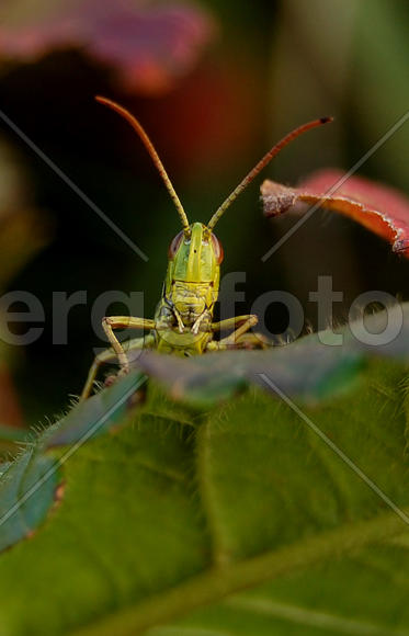 Кузнечик смотрит в камеру