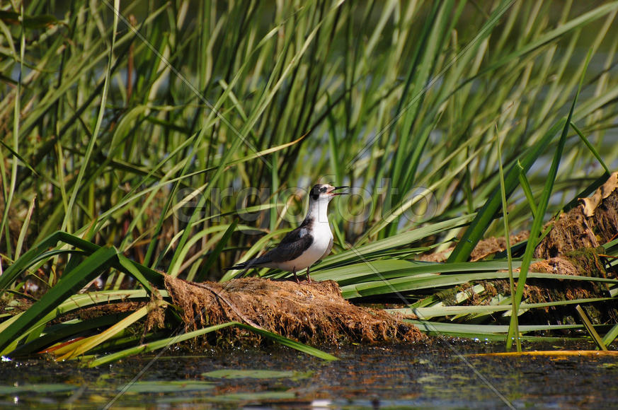 Малая чайка кричит сидя на кочке
