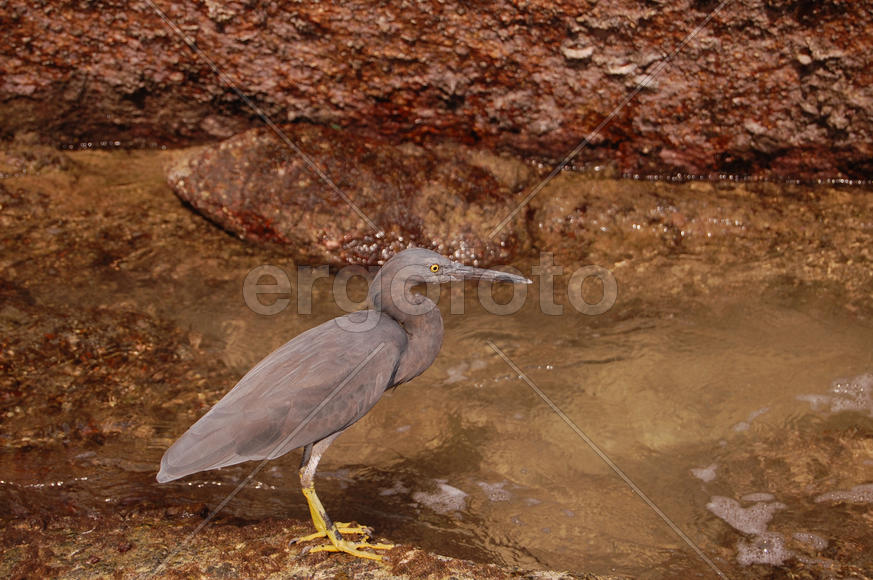 Рифовая цапля сидит на камне