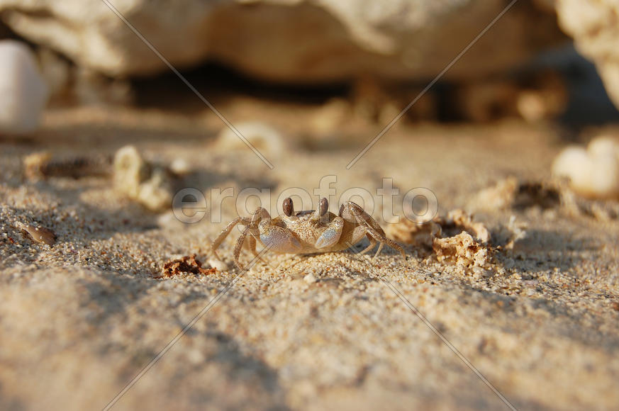 Мелкий краб на песке