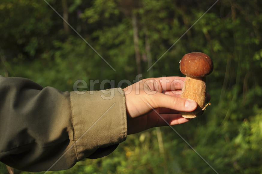Гриб в руке