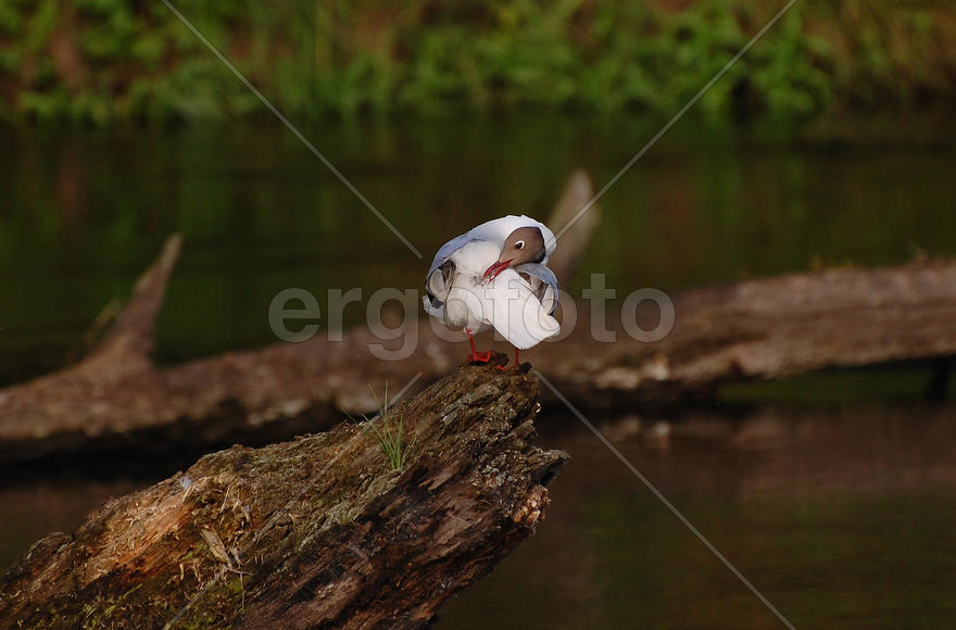 Озёрная чайка чистит перья, сидя на затопленном дереве