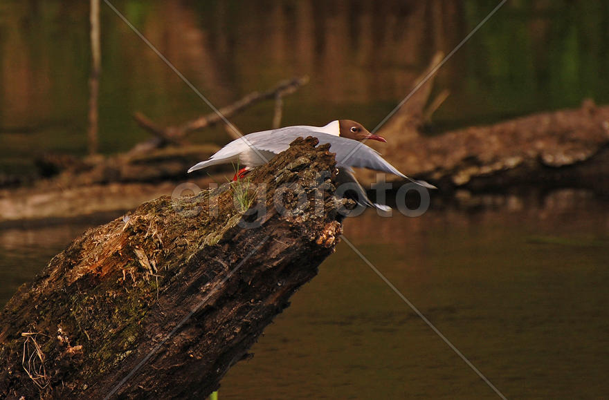 Чайка взлетает