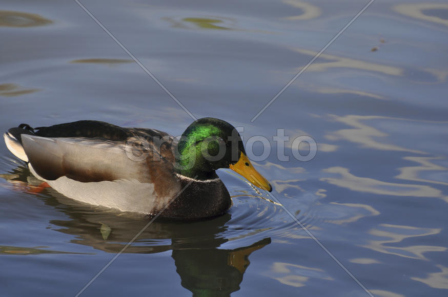 Утки на Борисовских прудах. Москва