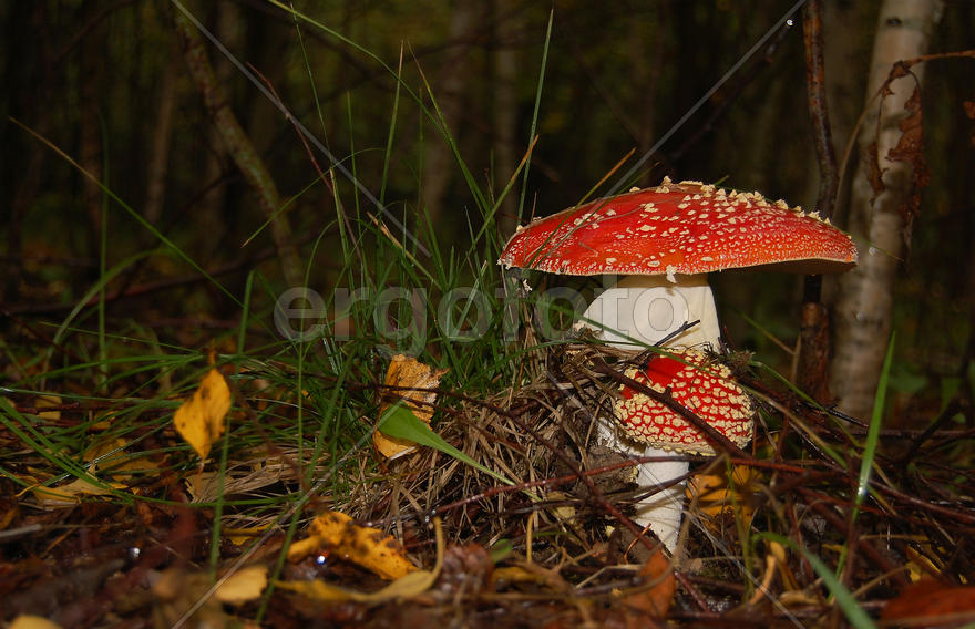 Два мухомора