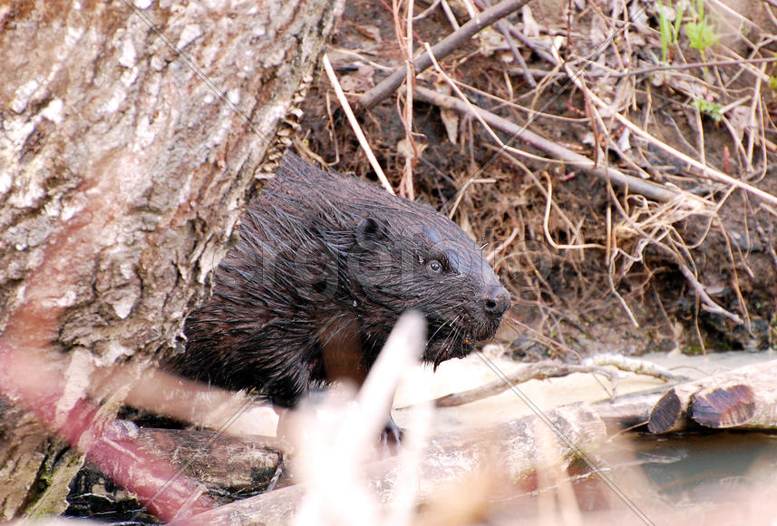 Портрет бобра