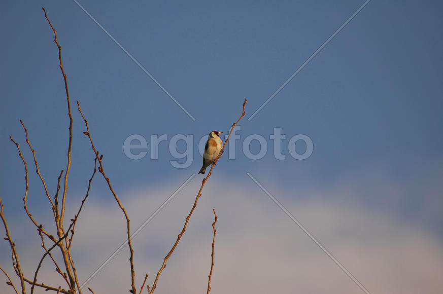 Щегол сидит на ветке