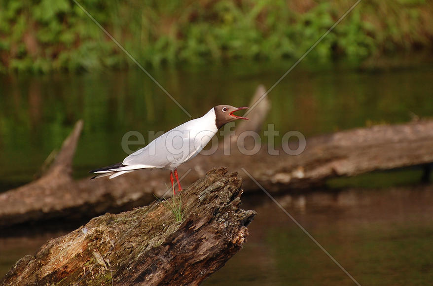 Чайка сидит на дереве и пытается петь