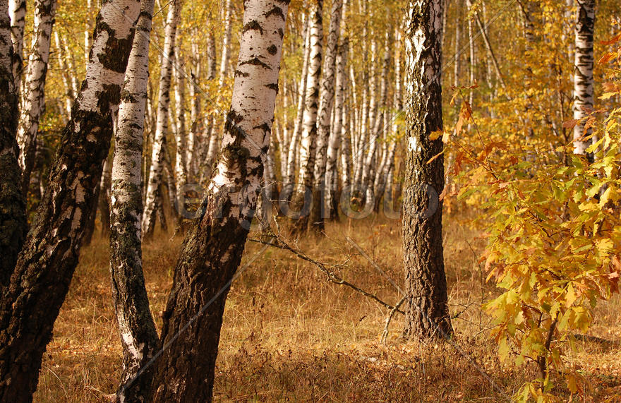 Подмосковный пейзаж. Осень. Березовая роща
