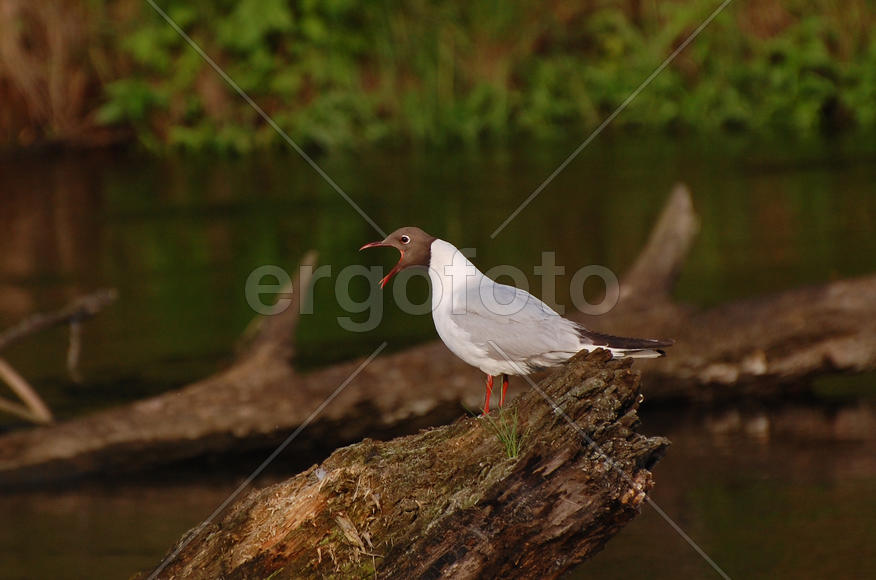 Чайка кричит, сидя на дереве