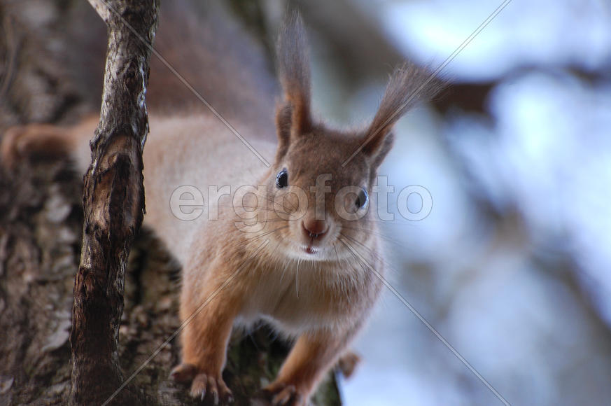 Белка смотрит сверху в камеру
