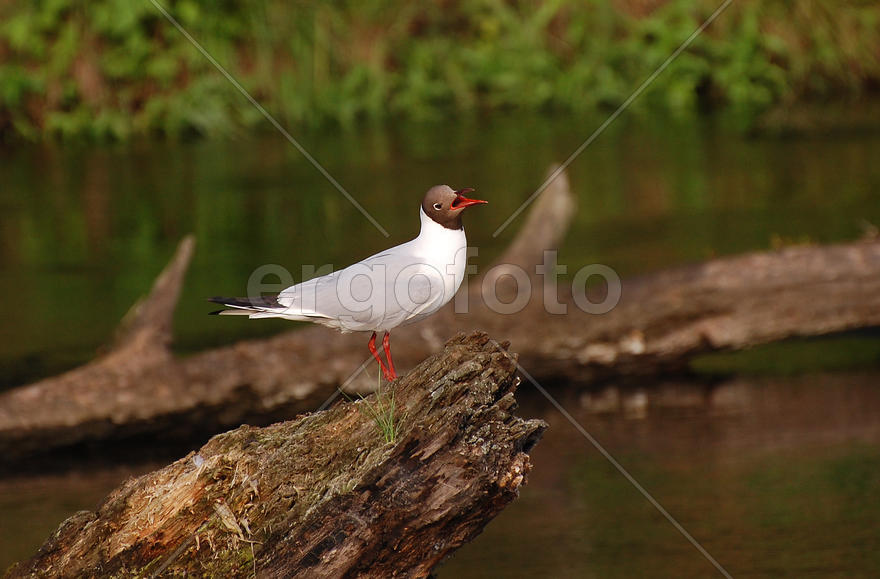 Песня чайки