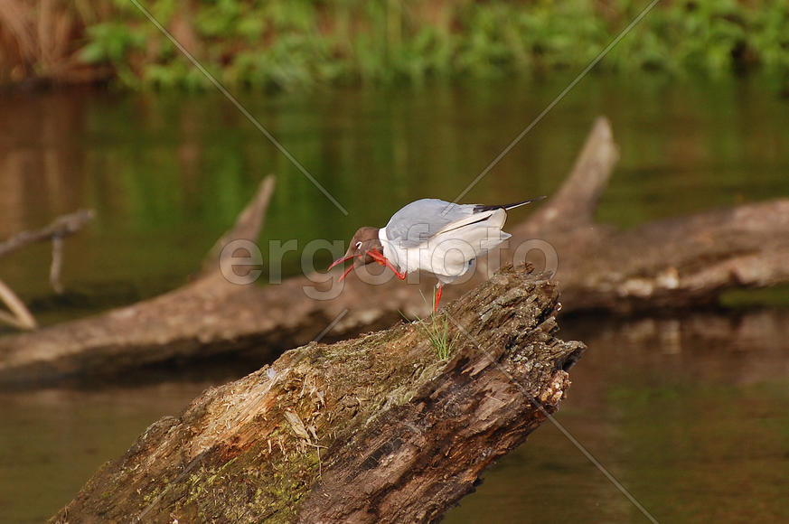 Чайка говорит по телефону