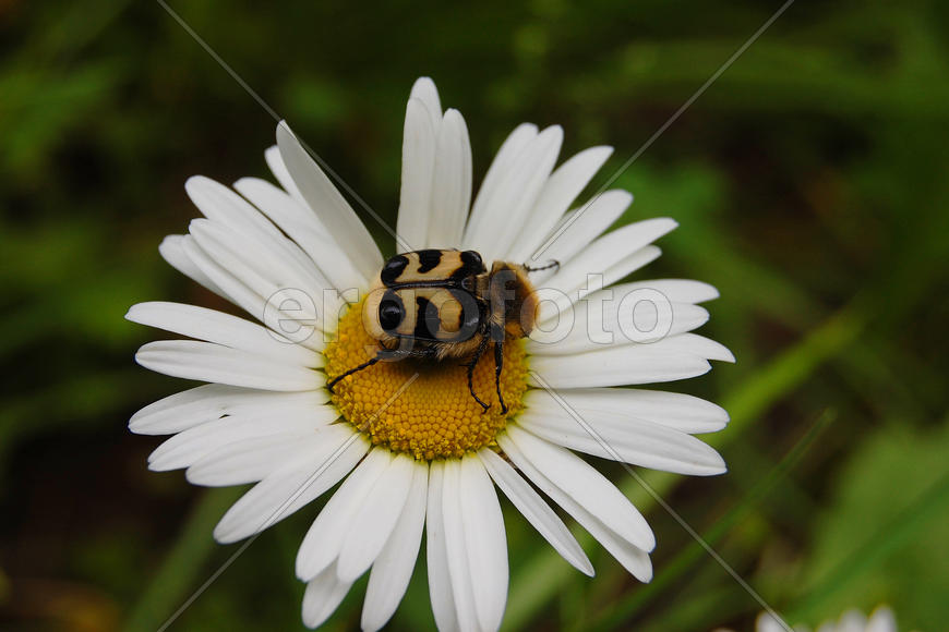 Восковик перевязанный сидит на ромашке и пьет нектар