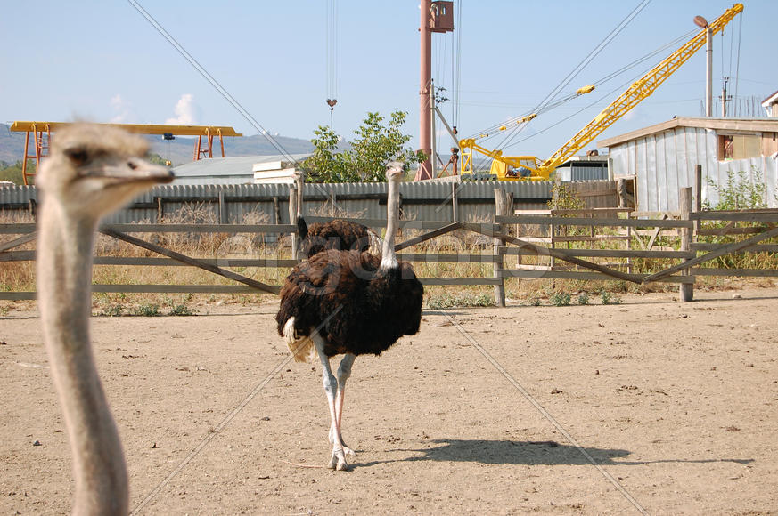 Страусы и стройка