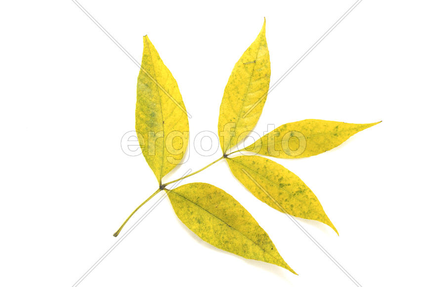 Кленовый лист на белом фоне