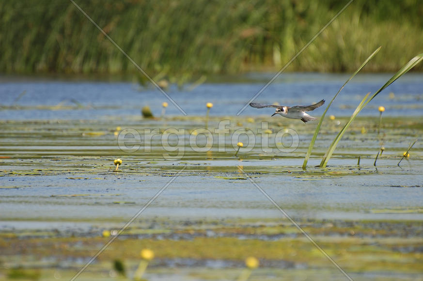 Чайка летит над водой