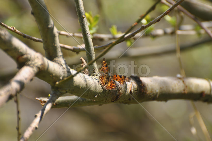 Бабочка сидит на ветке