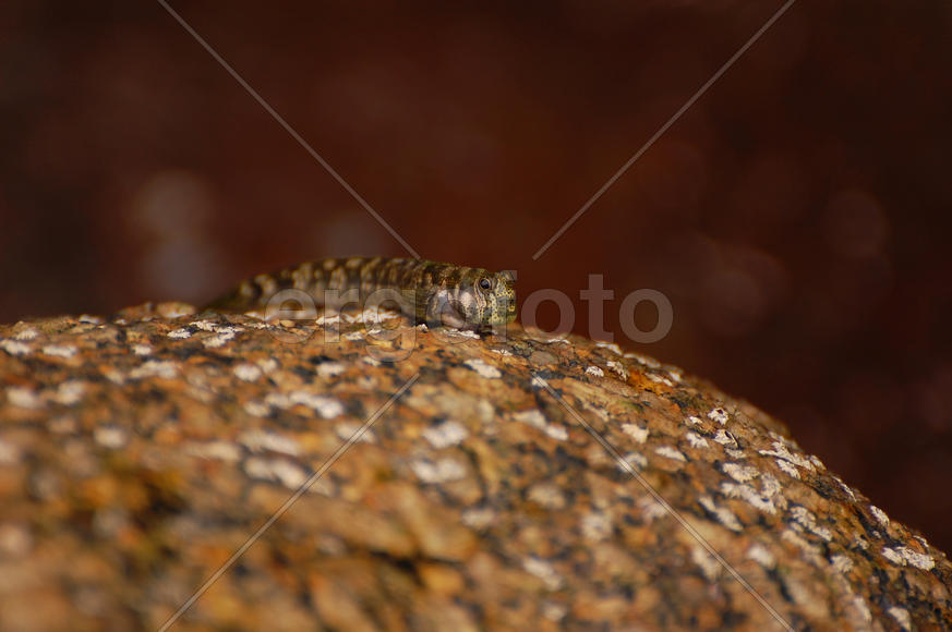 Рыба-прыгун сидит на камне