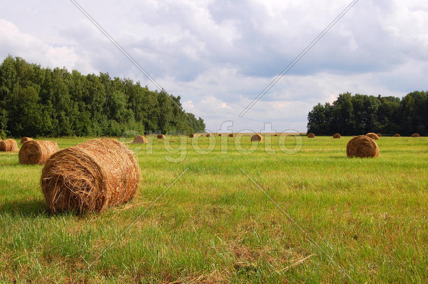 Вязанки сена на поле