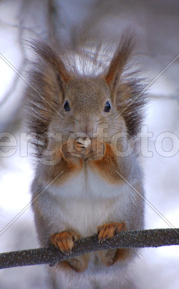 Белка ест орех