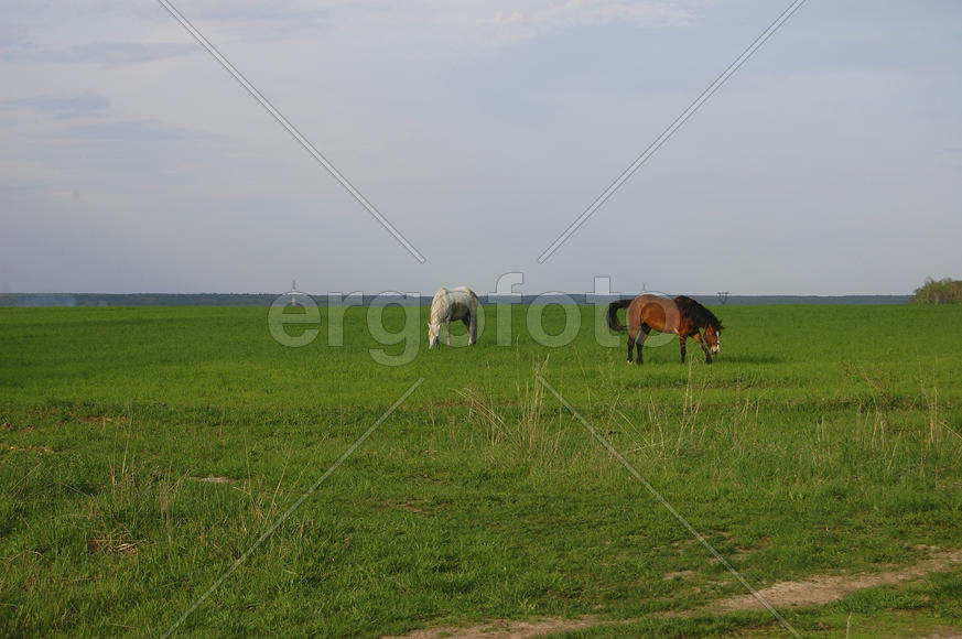 Лошади пасутся на поле