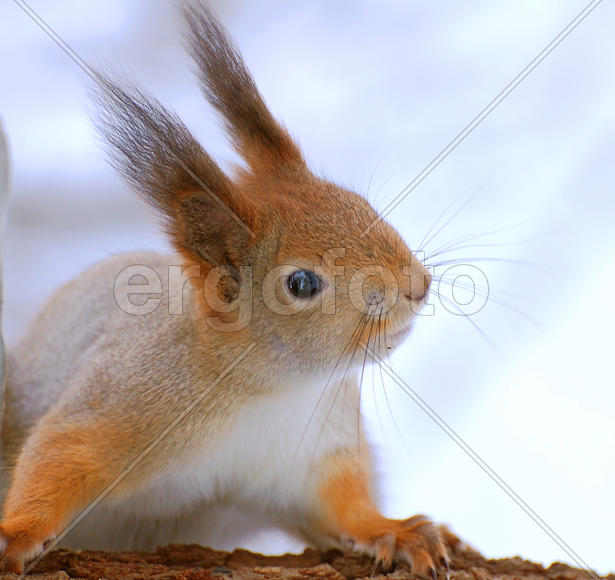 Удивленная белка