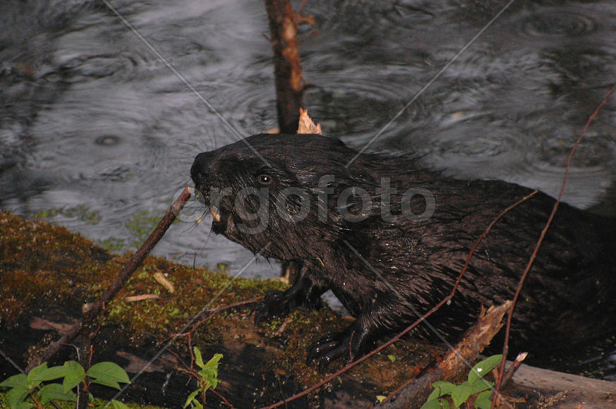 Бобр вылезает из воды