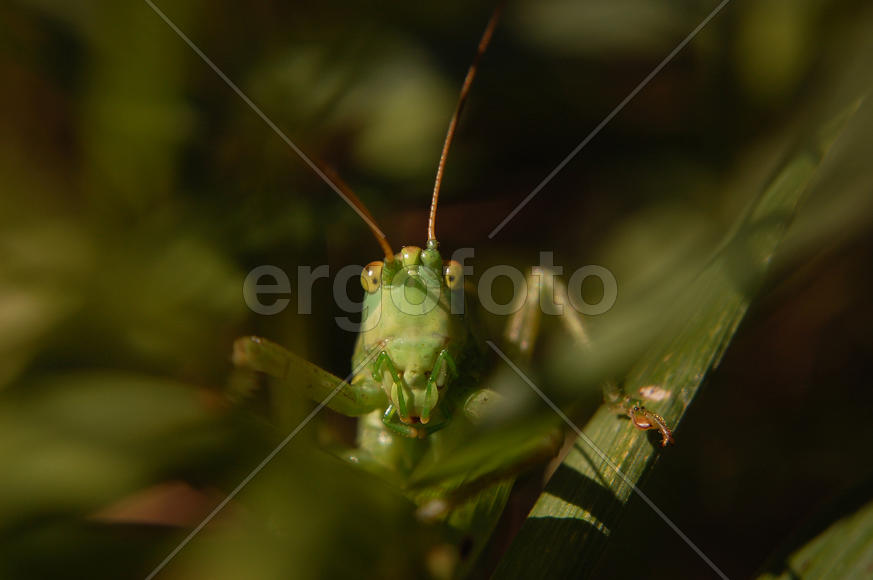 Зеленый кузнечик смотрит в объектив камеры